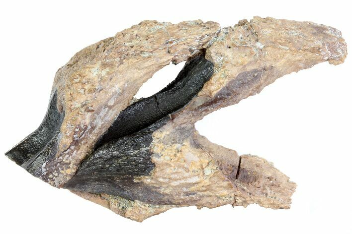 Two Triceratops Teeth (One Unerupted) - Special Piece! #73882